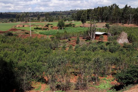 Khat fields stretch across a vast, green landscape, Awaday, Ethiopia