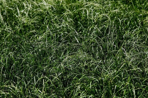 Dense tefffeld shows agricultural wealth in Awassa, Awassa, Sidama, Ethiopia