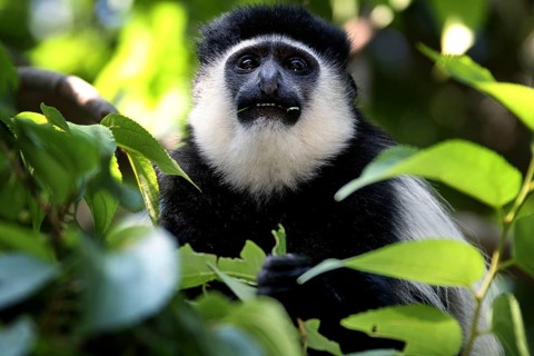 Close-up of a Columbus monkey in its natural environment, Awassa, Sidama, Ethiopia