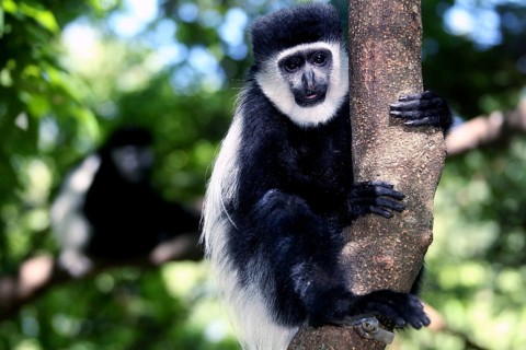 Columbus monkeys climb a tree surrounded by green foliage, Awassa, Sidama, Ethiopia