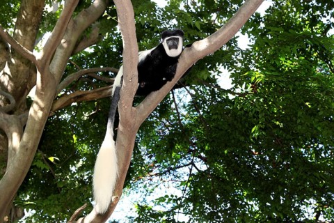 Colobus monkey resting on a branch high up in a densely wooded area, Awassa, Ethiopia