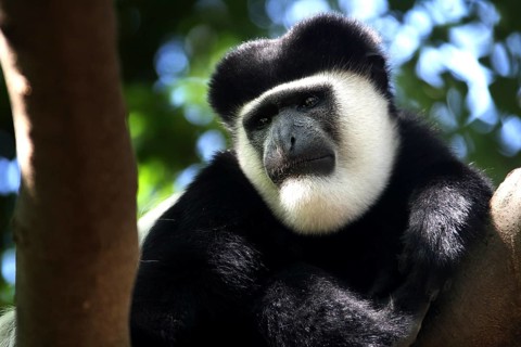 Close-up of colobus monkey sitting quietly in tree, Awassa, Ethiopia