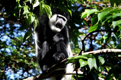 Colobus monkey sitting on a branch in the forest with thick green leaves, Awassa, Ethiopia
