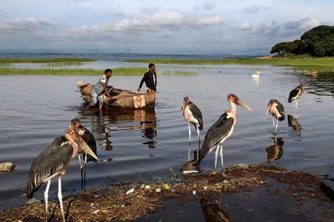 Fishermen bring boats ashore surrounded by maraboos at the lake, Awassa, Ethiopia