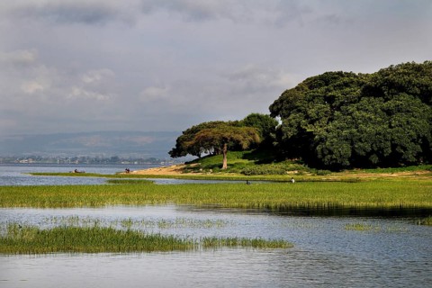 Green shore on Lake Awassa with lush trees and calm water, Awassa, Oromia, Ethiopia