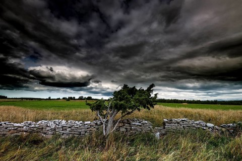 Lonely landscape with stone wall and special tree in Vilsandi National Park, Vilsandi National