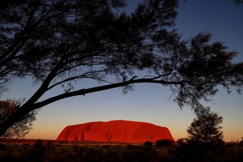 Uluru in the evening light, framed by thick tree branches, Uluru, Northern Territory, Australia