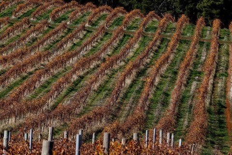 Arranged rows of vines in the Barossa Valley in rich autumn tones, Barossa Valley, South Australia,