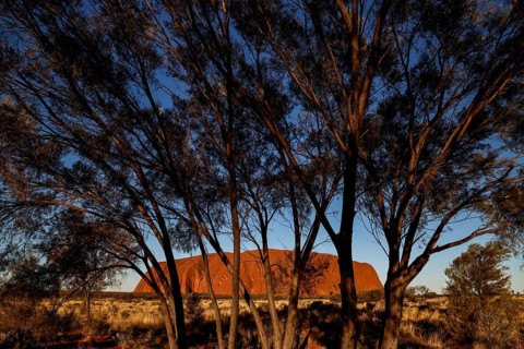 Uluru seen through the frame of trees in the evening light, Uluru, Northern Territory, Australia