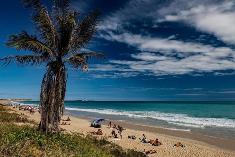 Coconut tree overlooks a busy beach day at Cable Beach, Broome, Western Australia, Australia