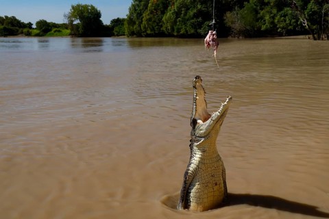 Groin crocodile jumping out of water with a person standing in the background, Adelaide River,