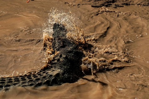 Saltwater crocodile glides through the splashing water of the Adelaide River, Adelaide River,