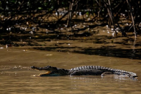 Saltwater crocodile swims in calm water near mangroves, Adelaide River, Northern Territory,