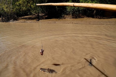 Bait hangs over water while a groin crocodile swims below, Adelaide River, Northern Territory,