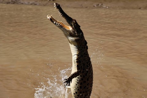 Saltwater crocodile jumps out of water. The scene shows the powerful crocodile in brown water,