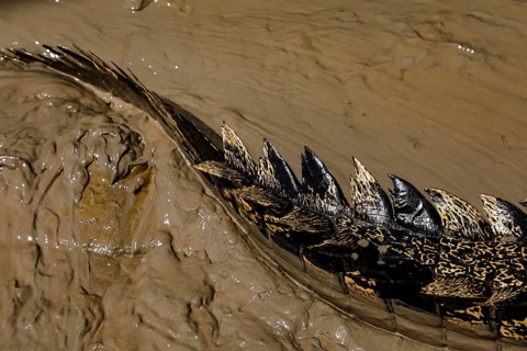 Close-up of a groin crocodile tail in muddy water, Adelaide River, Northern Territory, Australia