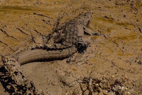 Saltwater crocodile is located on the sandy banks of the Adelaide River, Adelaide River, Northern