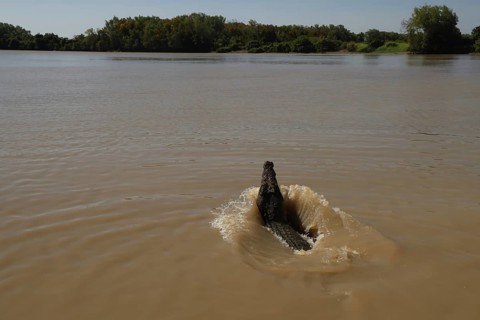 Saltwater crocodile emerges from brown river water in Adelaide River, Adelaide River, Northern