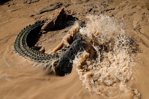 Groin crocodile splashes in muddy water of Adelaide River, Adelaide River, Northern Territory,