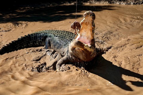 A groin crocodile with a wide mouth in the muddy water of the Adelaide River, Adelaide River,