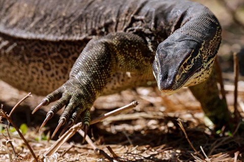 Large argus dragon crawls attentively across stony ground, Adelaide River, Northern Territory,