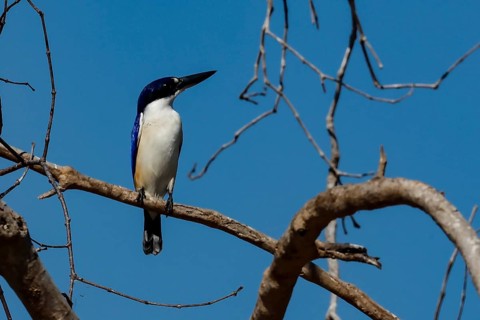A mirror recess sits on a branch against a clear sky on the Adelaide River, Adelaide River,