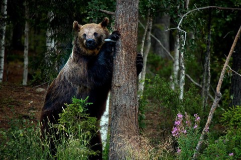 Brown bear in Kuusamo forest leaning close to a tree, Kuusamo, Finland