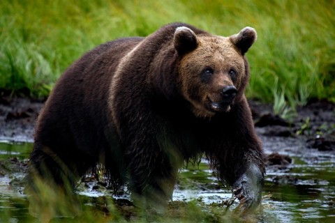 Brown bear wades through a body of water in Kuusamo Forest, Kuusamo, Finland