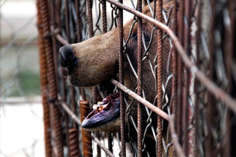 Bear behind a fence in Suurpetokeskus in Kuusamo, Kuusamo, Finland
