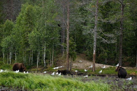 Two bears and seagulls in Kuusamo forest, quiet scene, Kuusamo, Finland
