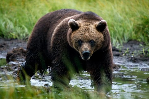 Bear in the shallow water of the Kuusamo swamp, Kuusamo, Finland
