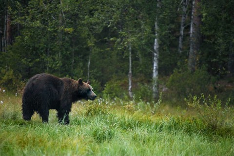 Brown bear in the green meadow of the Finnish forest, Kuusamo, Kuusamo, Finland
