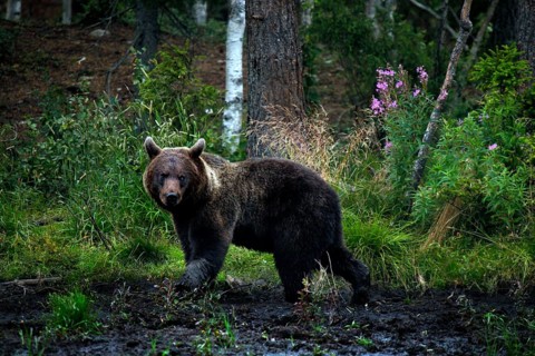 A bear watching bears in the Kuusamo forest, Kuusamo, Finland, Finland