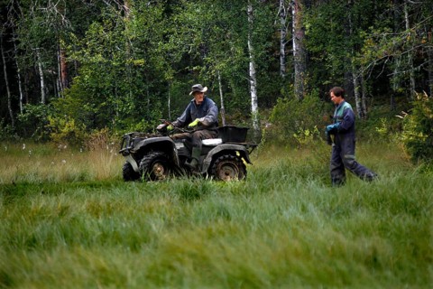 People lay out bait in Kuusamo forest for bear watching, Kuusamo, Finland, Finland