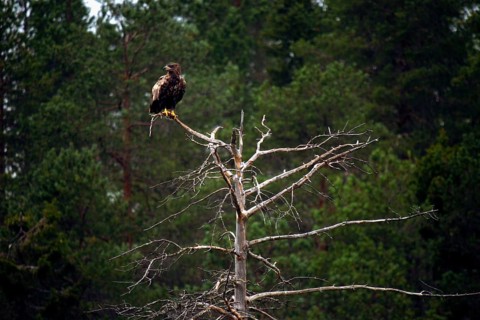 An eagle sits on a tree in the forest in Kuusamo, Finland, Kuusamo, Finland, Finland
