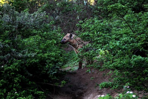 Hyena hiding in thick bushes in the Valley of Wonders, Babile, Ethiopia