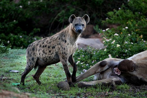 Hyena stands next to a carcass in the Valley of Wonders in Babile, Babile, Ethiopia