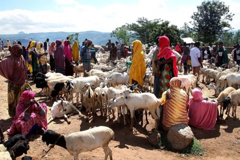 Dense cattle market with goats and eager traders in colorful clothes, Babile, Ethiopia