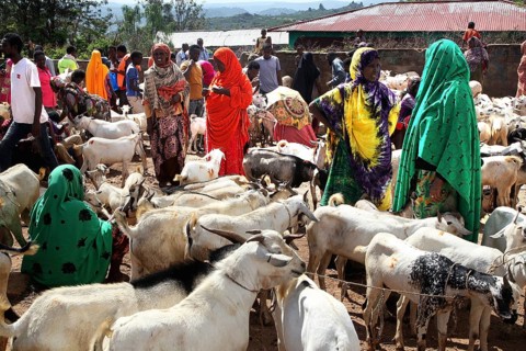 Lively cattle market with lots of people and goats, trade events, Babile, Ethiopia