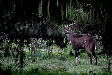 A mountain nyala stands in the forest of the Bale Mountains surrounded by thick greenery, Bale