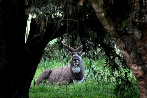 A mountain nyala rests in the shade of a tree in the Bale Mountains, Bale Mountains, Ethiopia