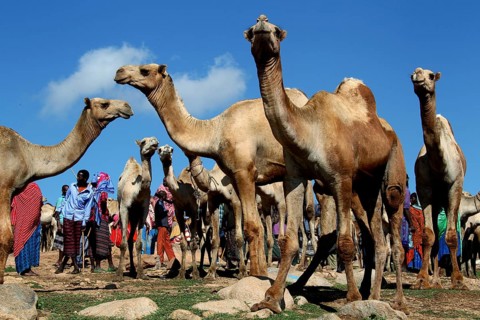 Camels stand at a camel market under clear skies in ETH Babile, Babile, Oromia, Ethiopia