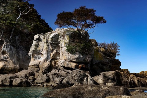 Rocks with tree against a clear blue sky in the coastal landscape, Adele Island, Abel Tasman