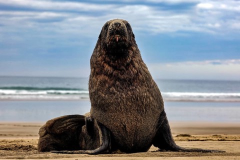 A sea lion sits on Cannibal Bay beach with sea calm in the background, Cannibal Bay, Otago, New