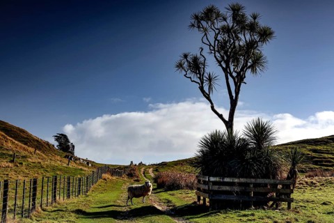 Single sheep on a path dominated by a distinctive tree in Cape Farewell, Cape Farewell, Nelson, New