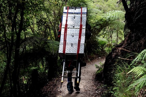 Hiker carries luggage through thick forest on the Abel Tasman Coast Track, Abel Tasman National