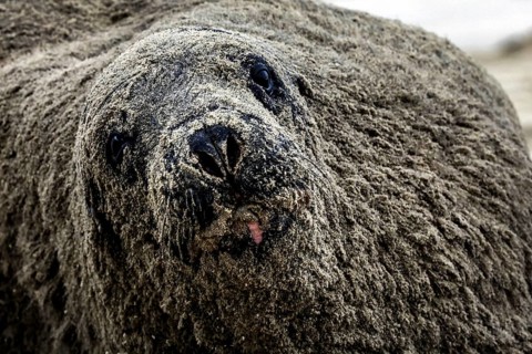 Sea lion close-up on Cannibal Bay beach, its rough textured skin in the foreground, Cannibal Bay,