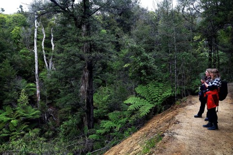 People on the Abel Tasman track through a green forest, zero