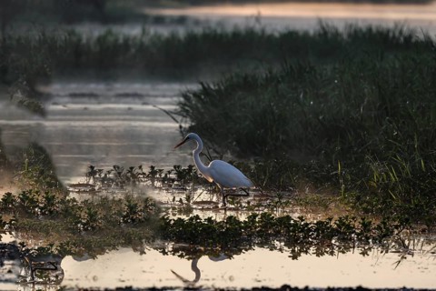 A great egret stands in the shimmering water of Kakadu National Park at dawn, Kakadu National Park,