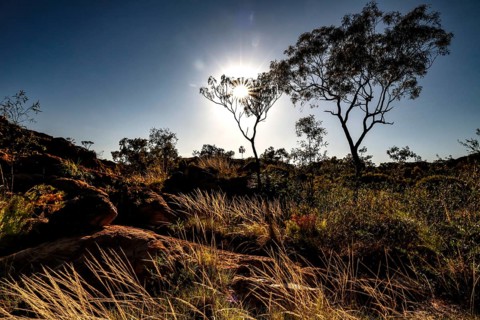 Sunlight shines through trees and illuminates grasslands in Nitmiluk National Park, Nitmiluk